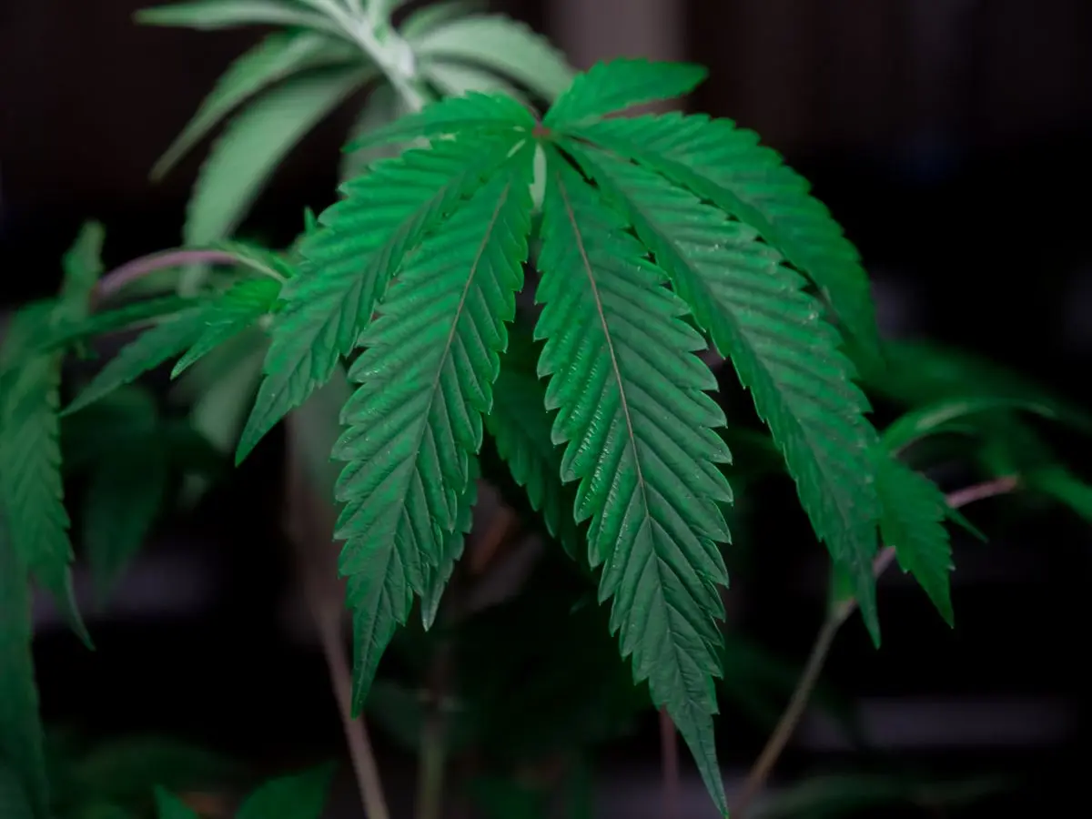 Close-up of a green cannabis leaf.